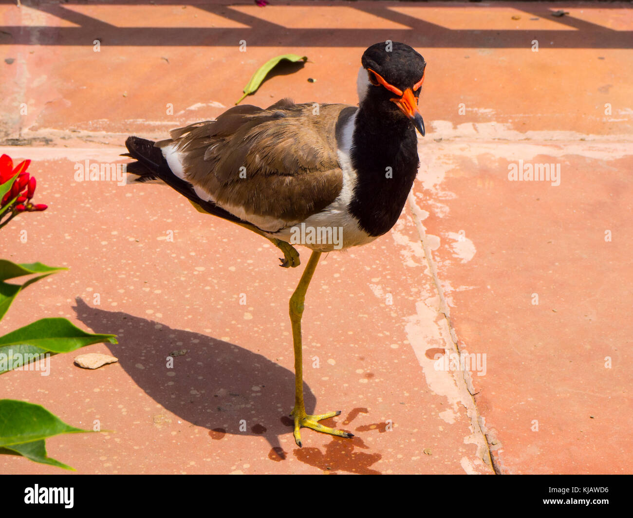 bird standing on one leg - Jaipur Rajastan India Stock Photo