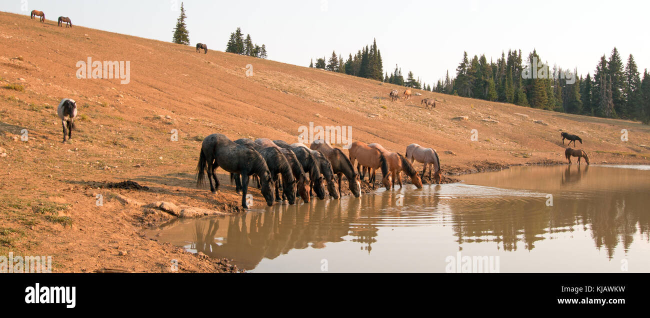 Herd of wild horses at watering hole in the Pryor Mountains Wild Horse