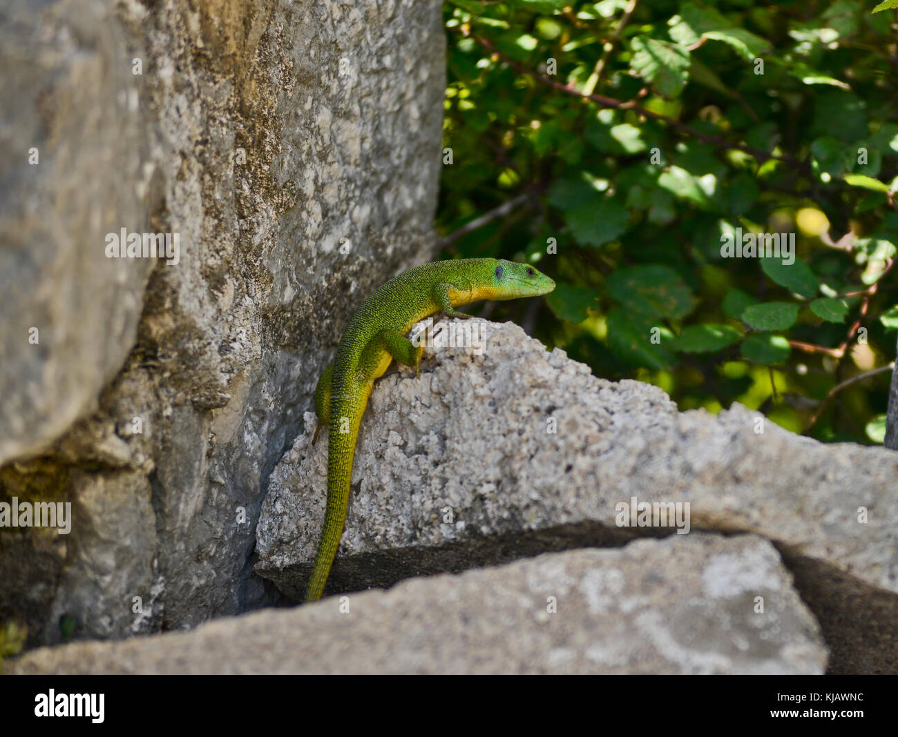 Lizard in the fortress of Kotor, Montenegro Stock Photo