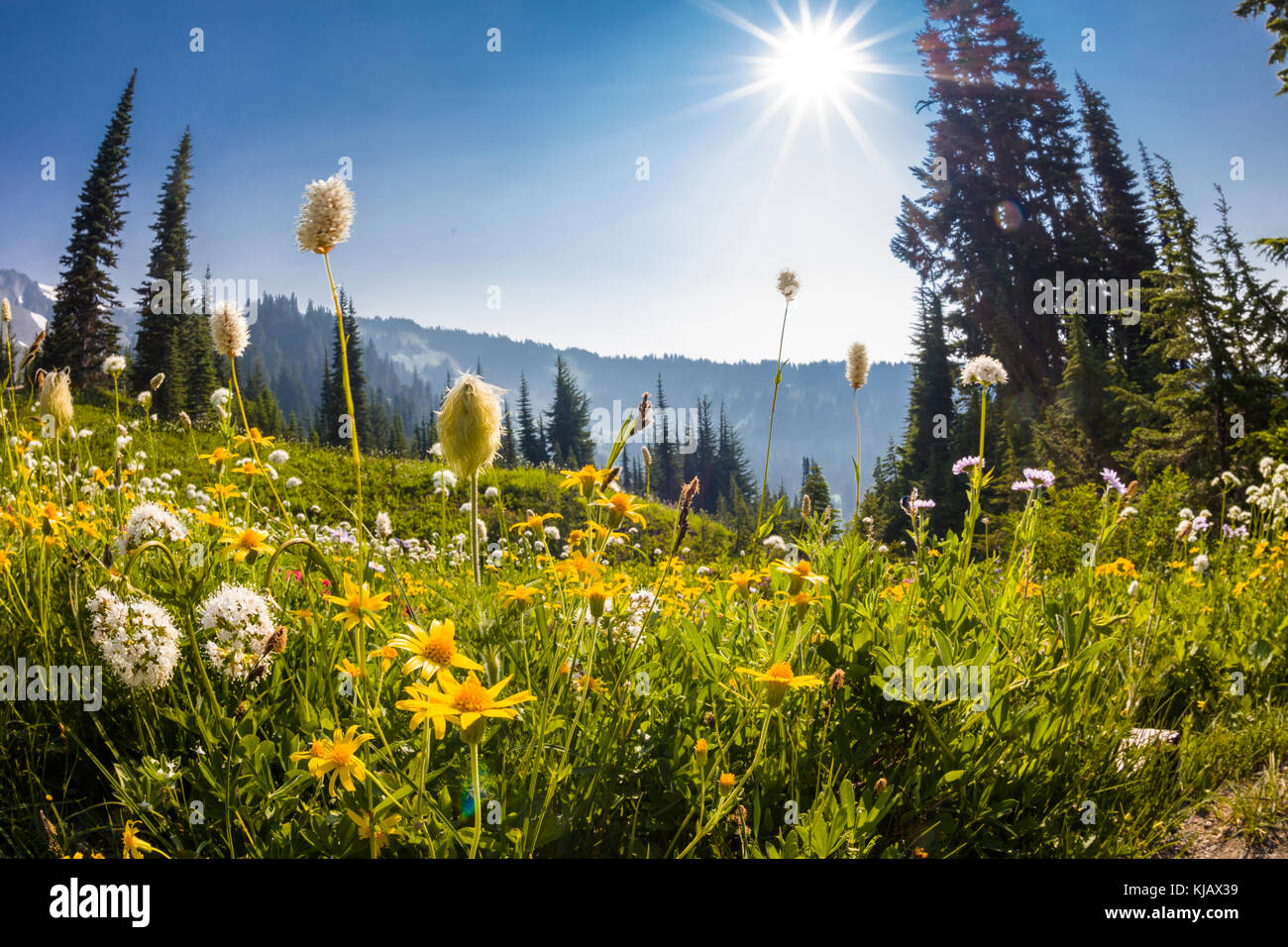 Wildflowers and mountains hi-res stock photography and images - Alamy