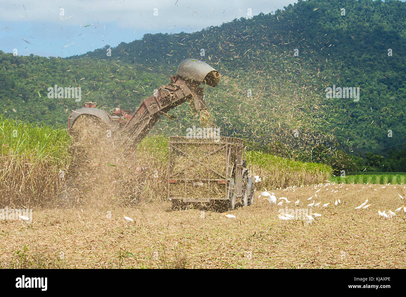 Tractor and combine harvester harvesting sugarcane, with cattle egrets ...