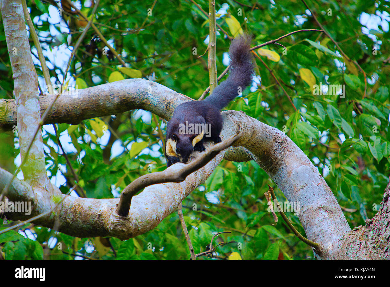 Malayan giant squirrel, Ratufa bicolor, Nameri National Park, Assam, India Stock Photo