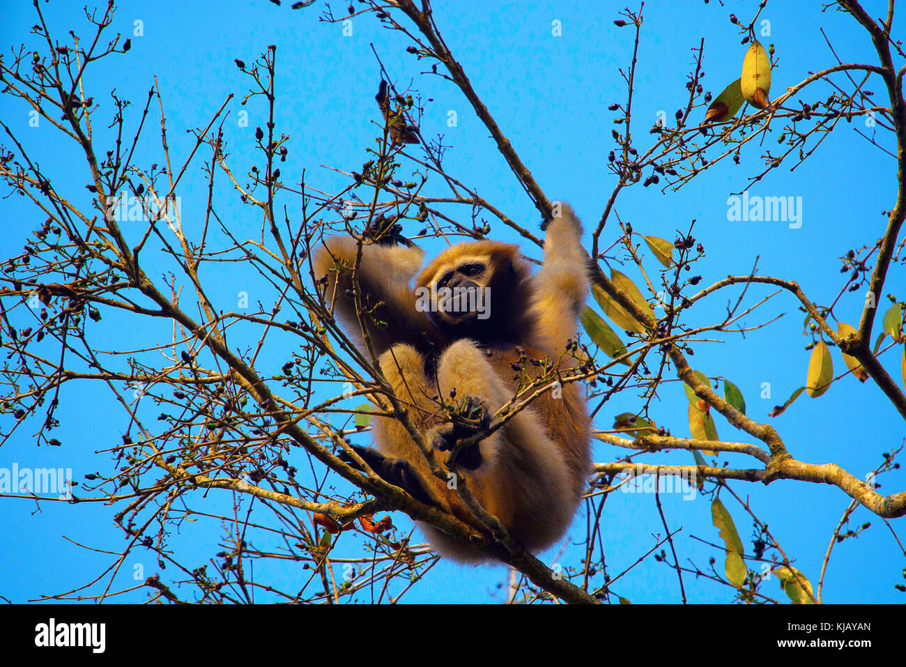 Hoolock Gibbon (female), Hoolock hoolock, Gibbon wildlife sanctuary/ The Hoollongapar gibbon