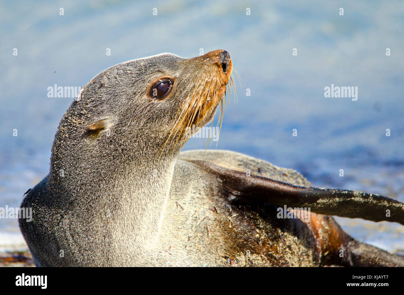 Longnosed fur seal (Arctocephalus forsteri), male. The common name for
