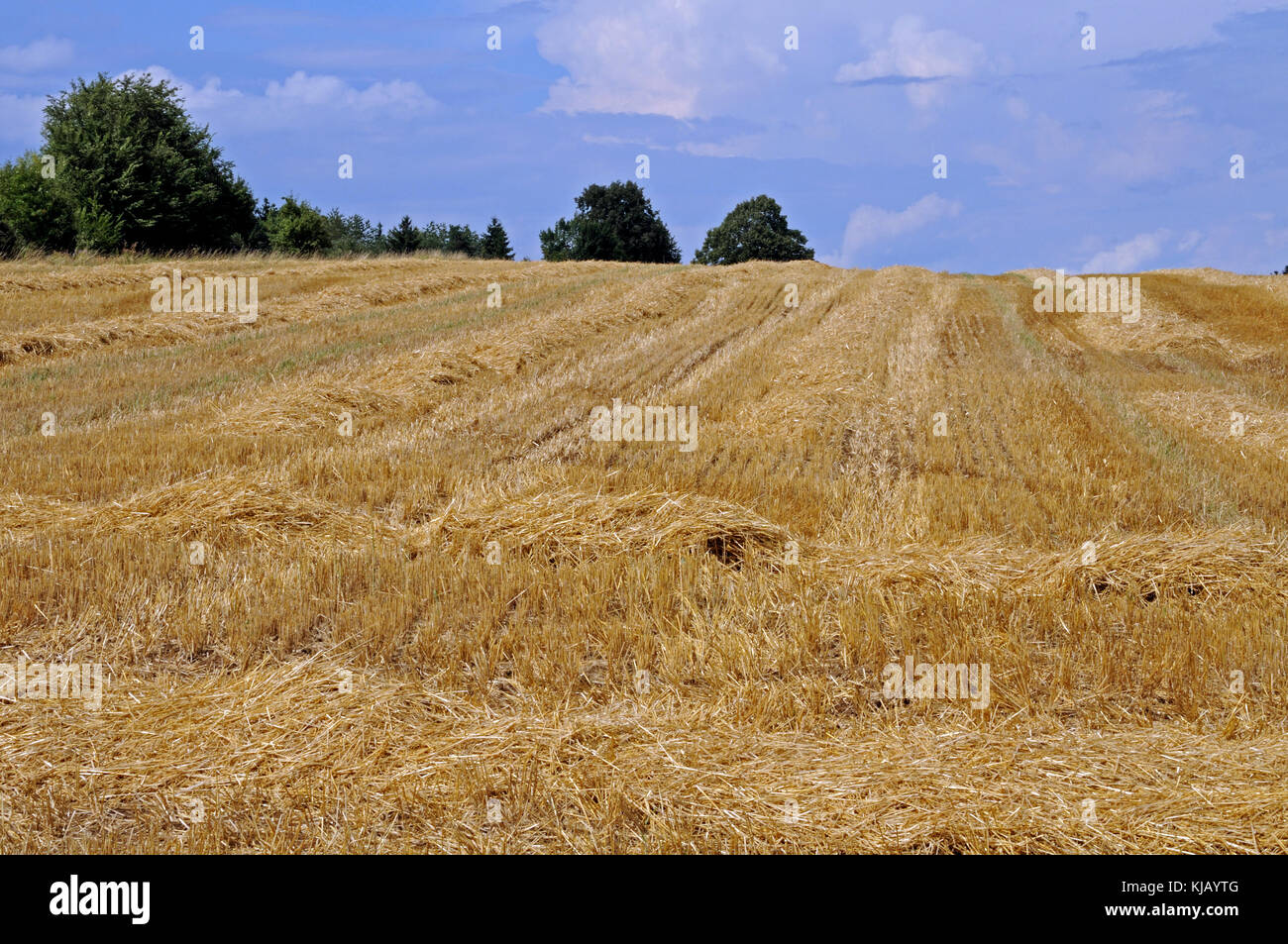 summer landscape with stubble field Stock Photo - Alamy