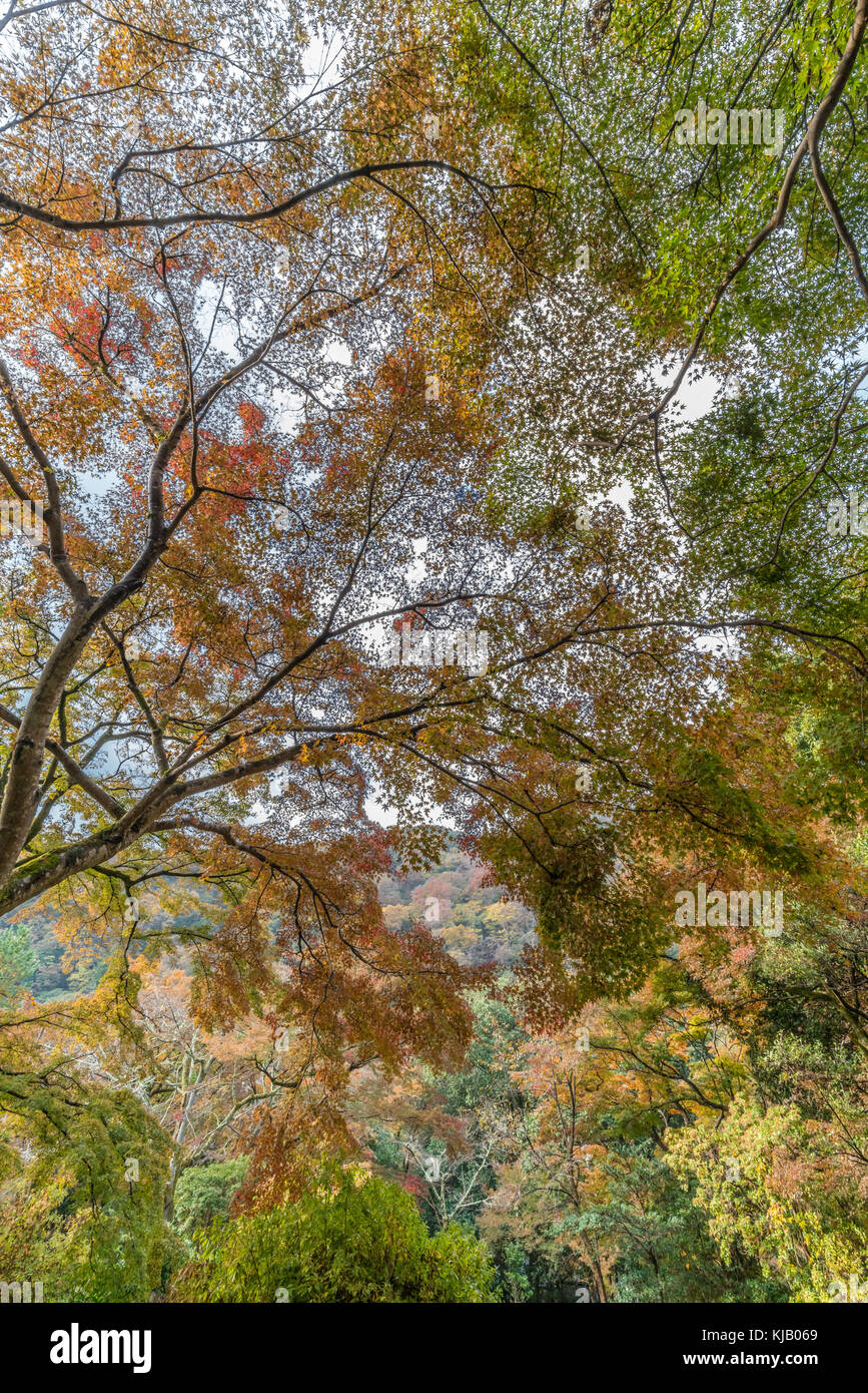 Acer palmatum katsura japanese maple hi-res stock photography and ...
