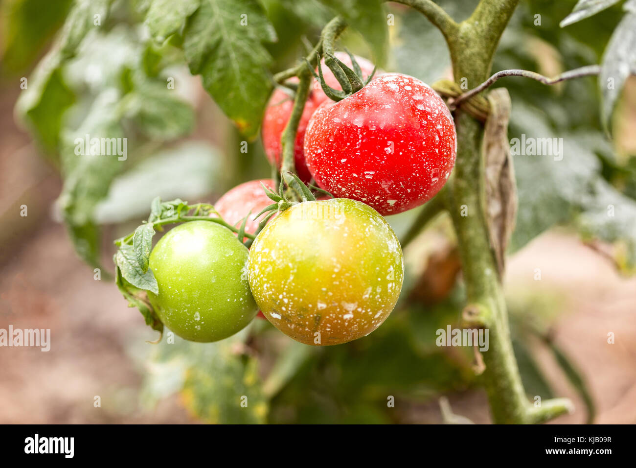 Tomatoes sprinkled with copper sulphate. Traditional old recipe spray