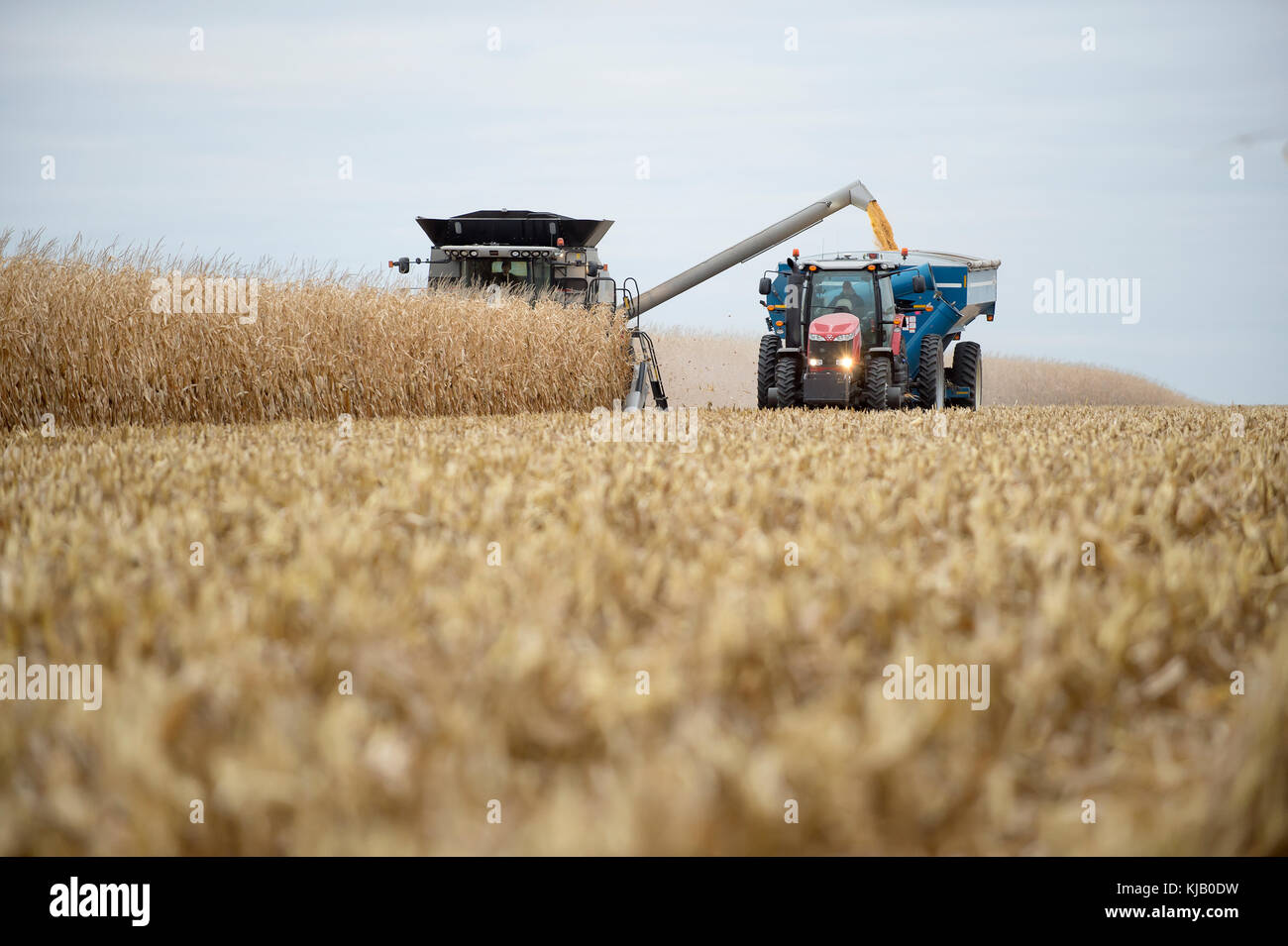 FARMER HARVESTING CORN FIELD BLOOMING PRAIRIE, MINNESOTA Stock Photo