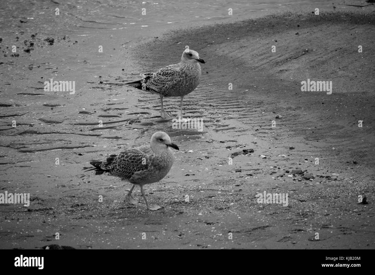 Two seagulls on the mudflat Stock Photo