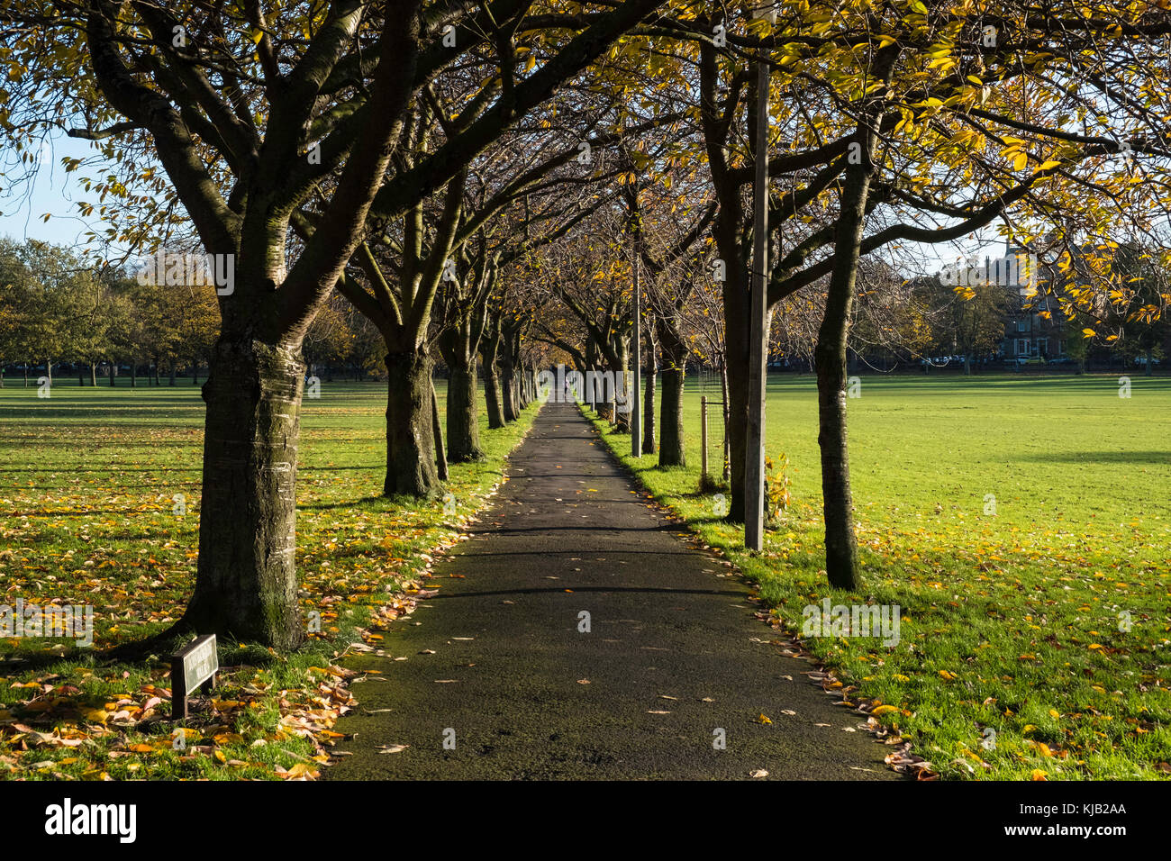 View along Boys Brigade Walk on the Meadows park in Edinburgh, Scotland, United Kingdom Stock Photo