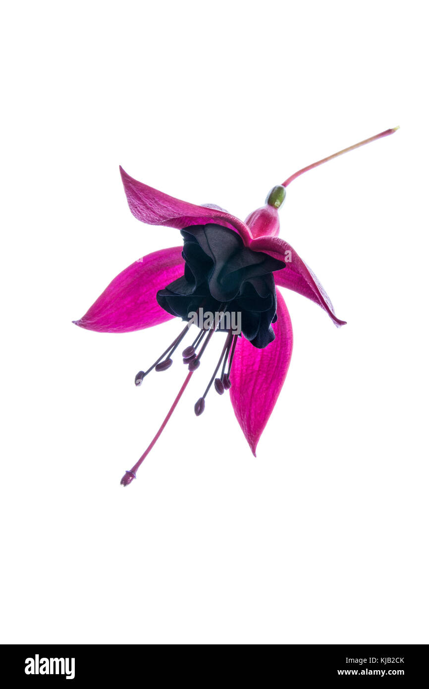 Close up of a single flower of Fuchsia Blackie against a white background Stock Photo