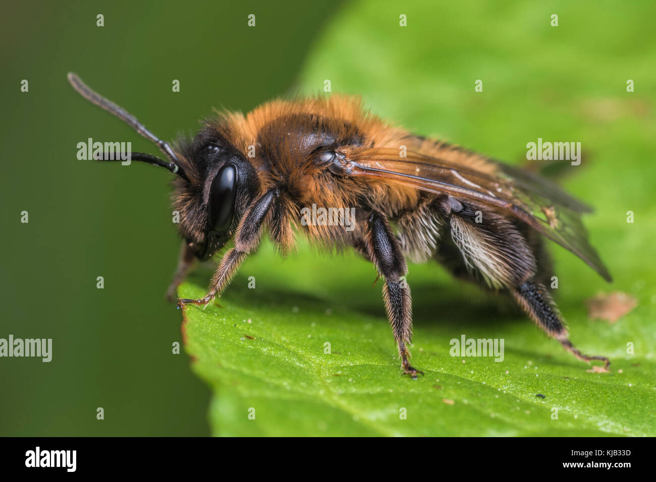 Chocolate Mining Bee (Andrena scotica) resting on leaf. Tipperary, Ireland. Stock Photo