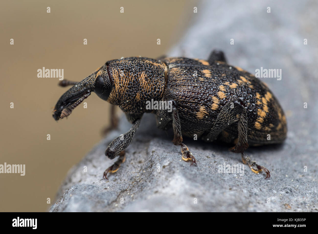 Large Pine Weevil (Hylobius abietis) soaking up the sun on a rock in woodland. Goatenbridge, Tipperary, Ireland. Stock Photo