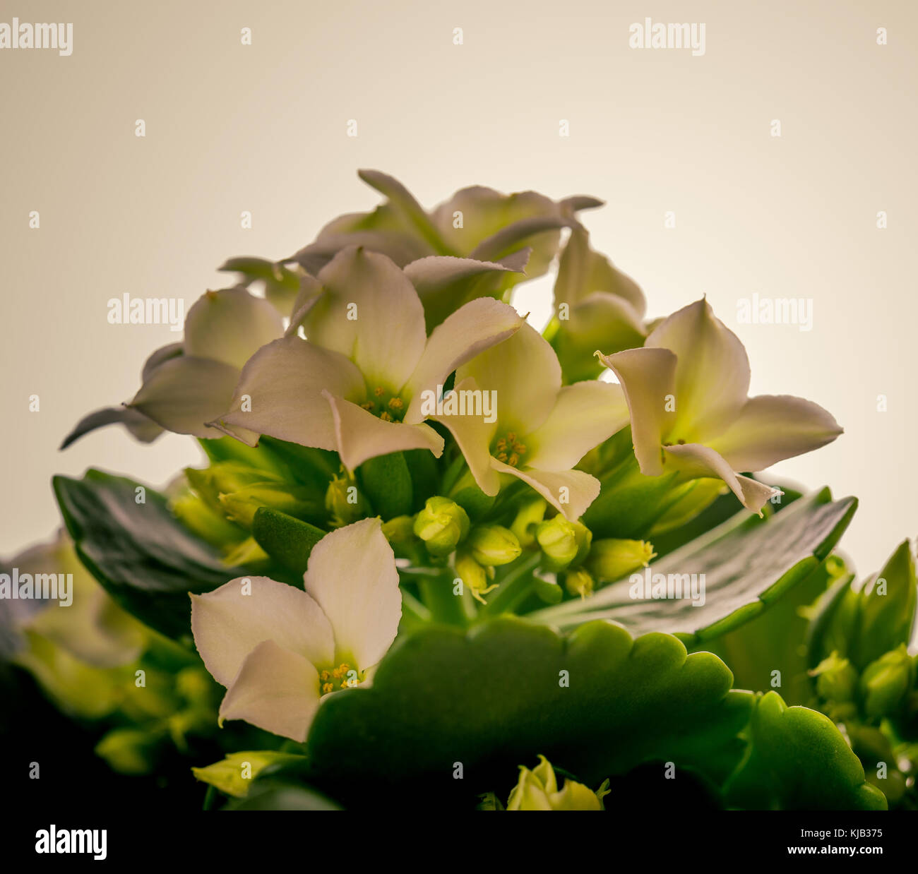 Square photo with single kalanchoe flower. The plant has hard green leaves and several light small blooms with creamy color. Blooms are in group on th Stock Photo