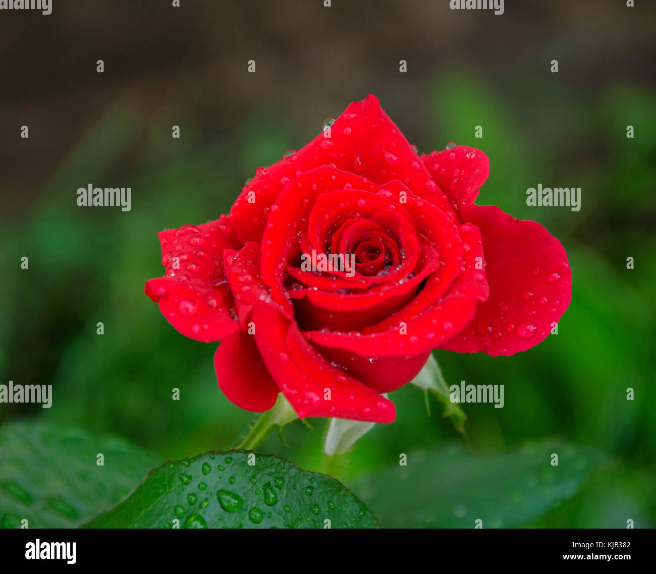 summer in the garden a beautiful red rose flower with a pleasant scent, with droplets of water after a rain Stock Photo