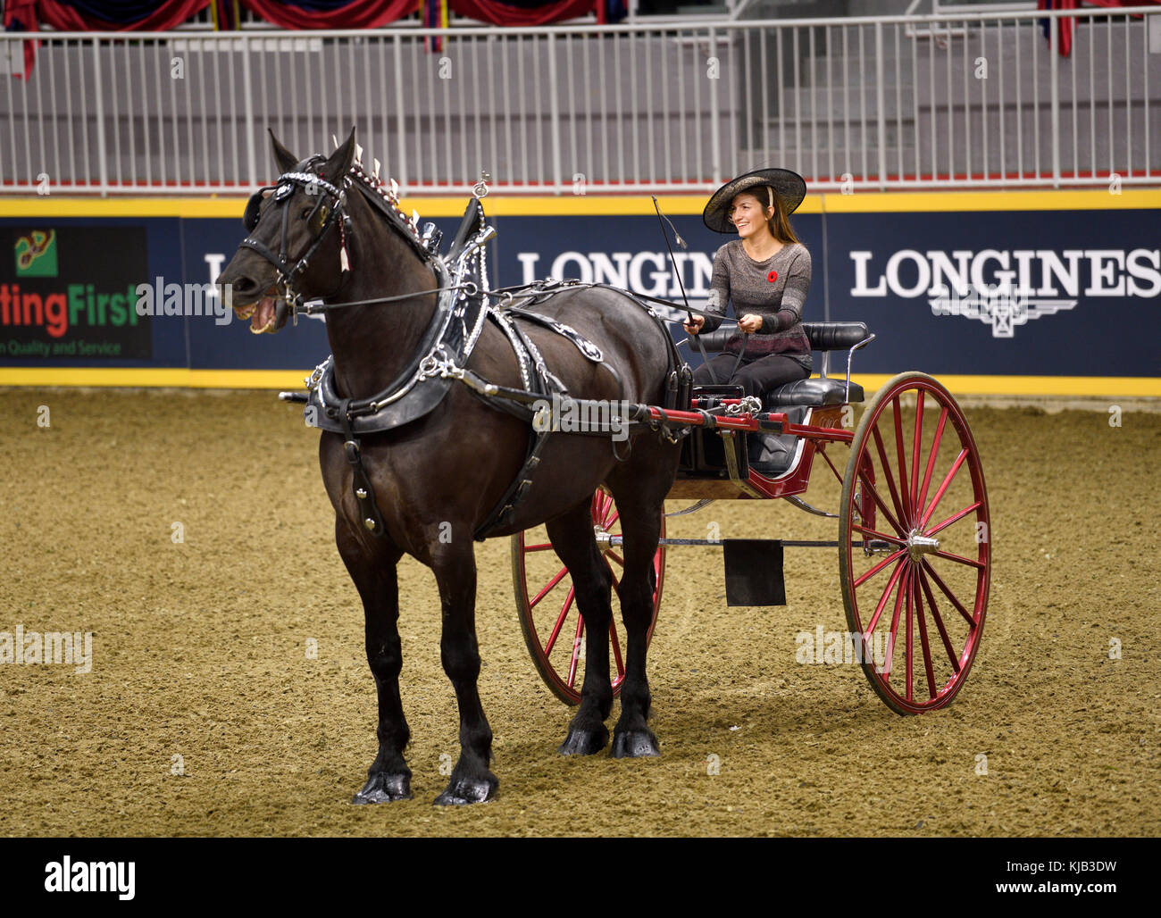 Laughing woman driver and heavy horse at the NASHHCS Classic Cart Series at the Royal Horse Show Ricoh Coliseum Exhibition Place Toronto Stock Photo