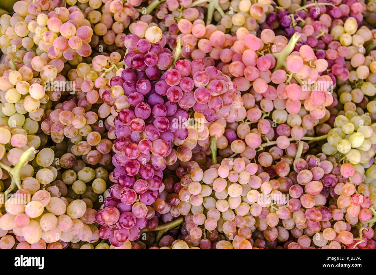 Bunch of purple grapes lies in the background of pink grapes of the
