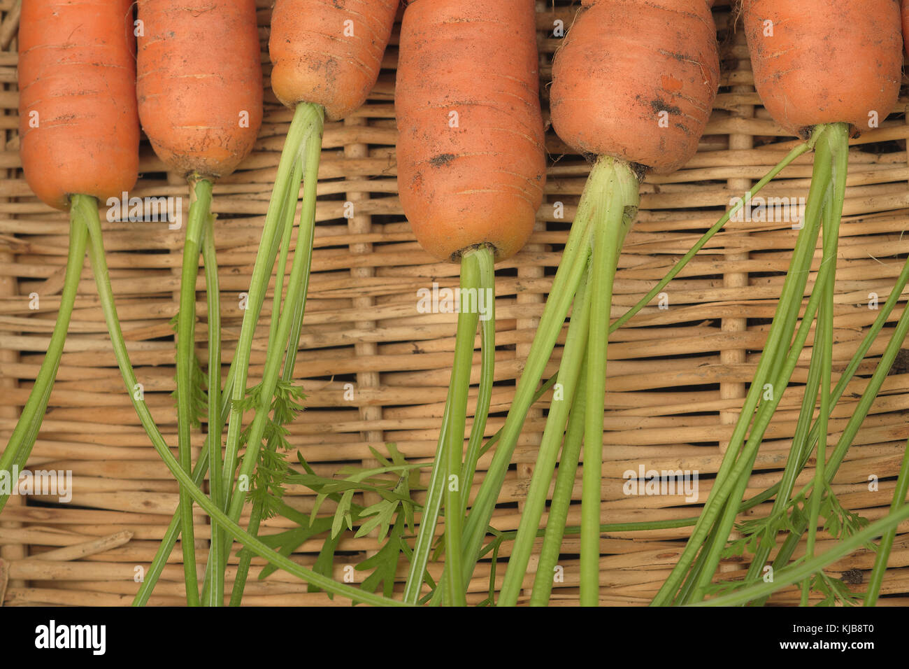 Carrot fly hires stock photography and images Alamy