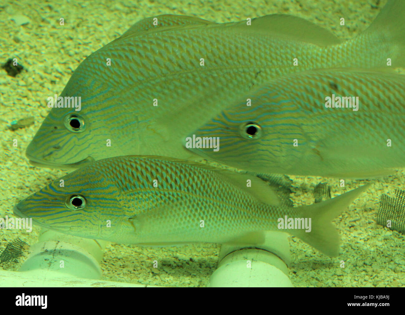 Grunts fish species hi-res stock photography and images - Alamy