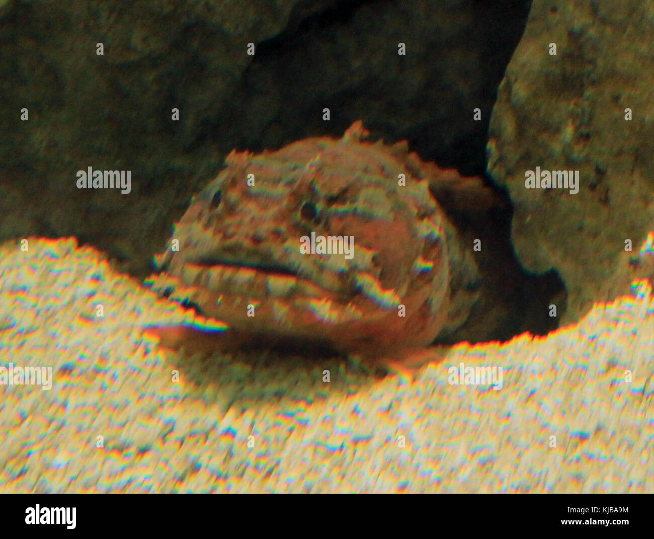 This title refers to the GFP orange toadfish, likely a species of ...