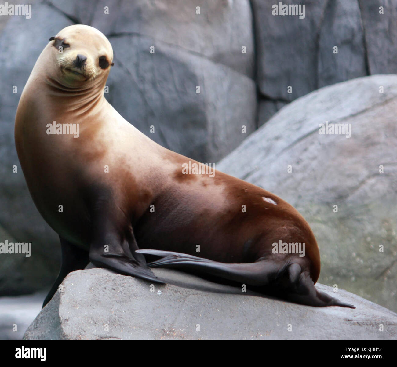 Gfp California Sea Lion Stock Photo Alamy gfp-california-sea-lion-stock-photo-alamy