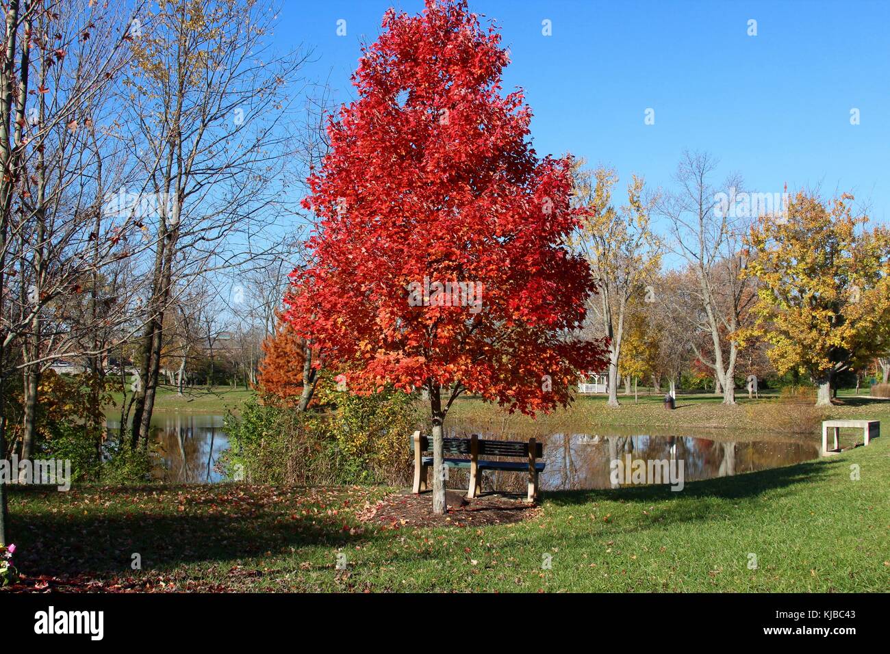 The colors of the autumn season in the month of November Stock Photo ...