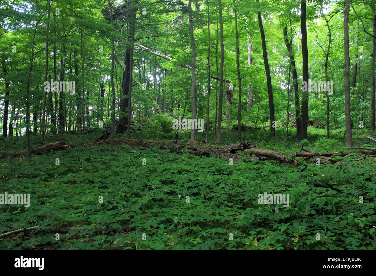 Gfp pennsylvania eerie bluffs state park woods Stock Photo - Alamy