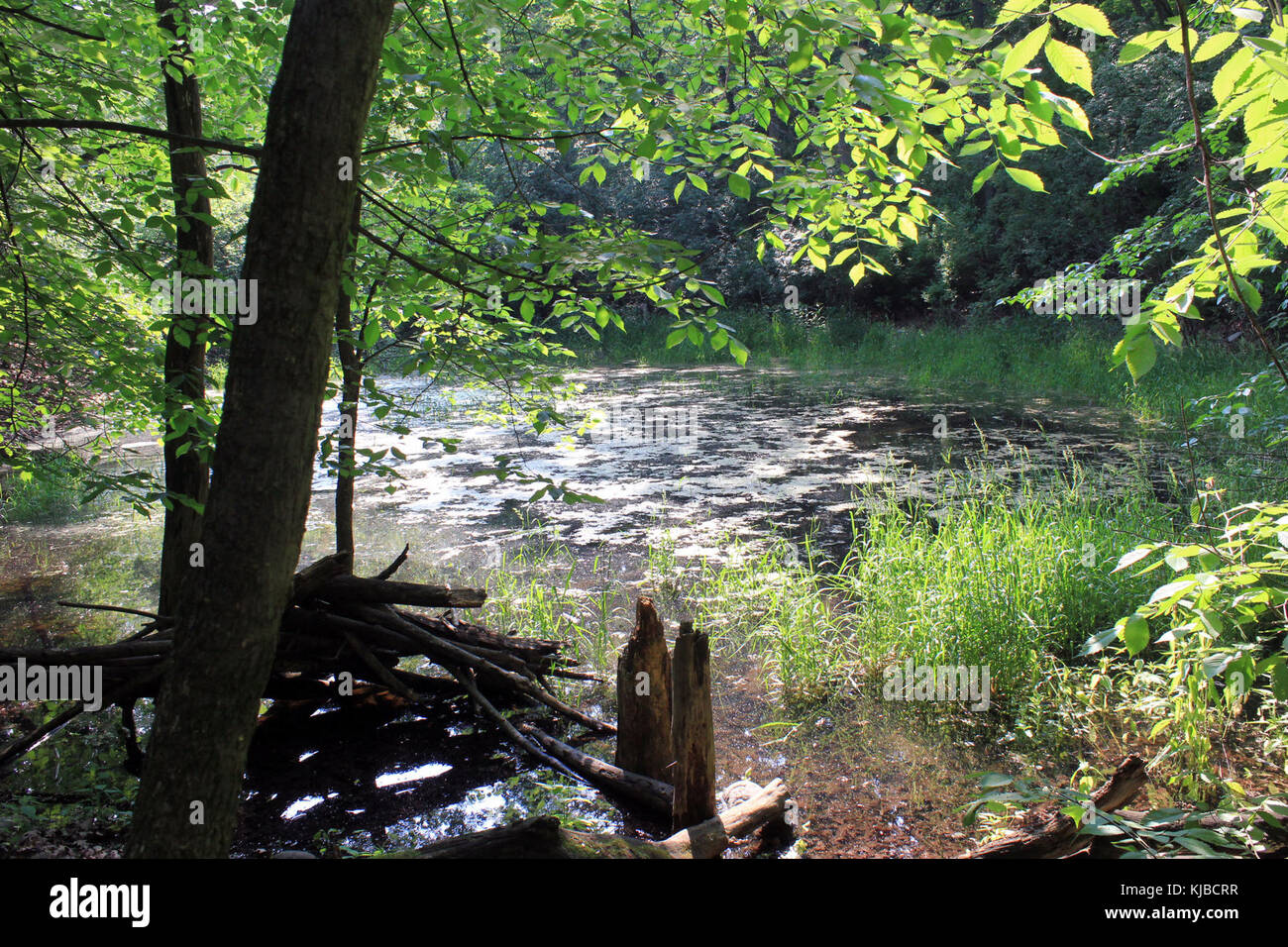 Gfp Wisconsin Lapham Peak State Park Pond Stock Photo Alamy