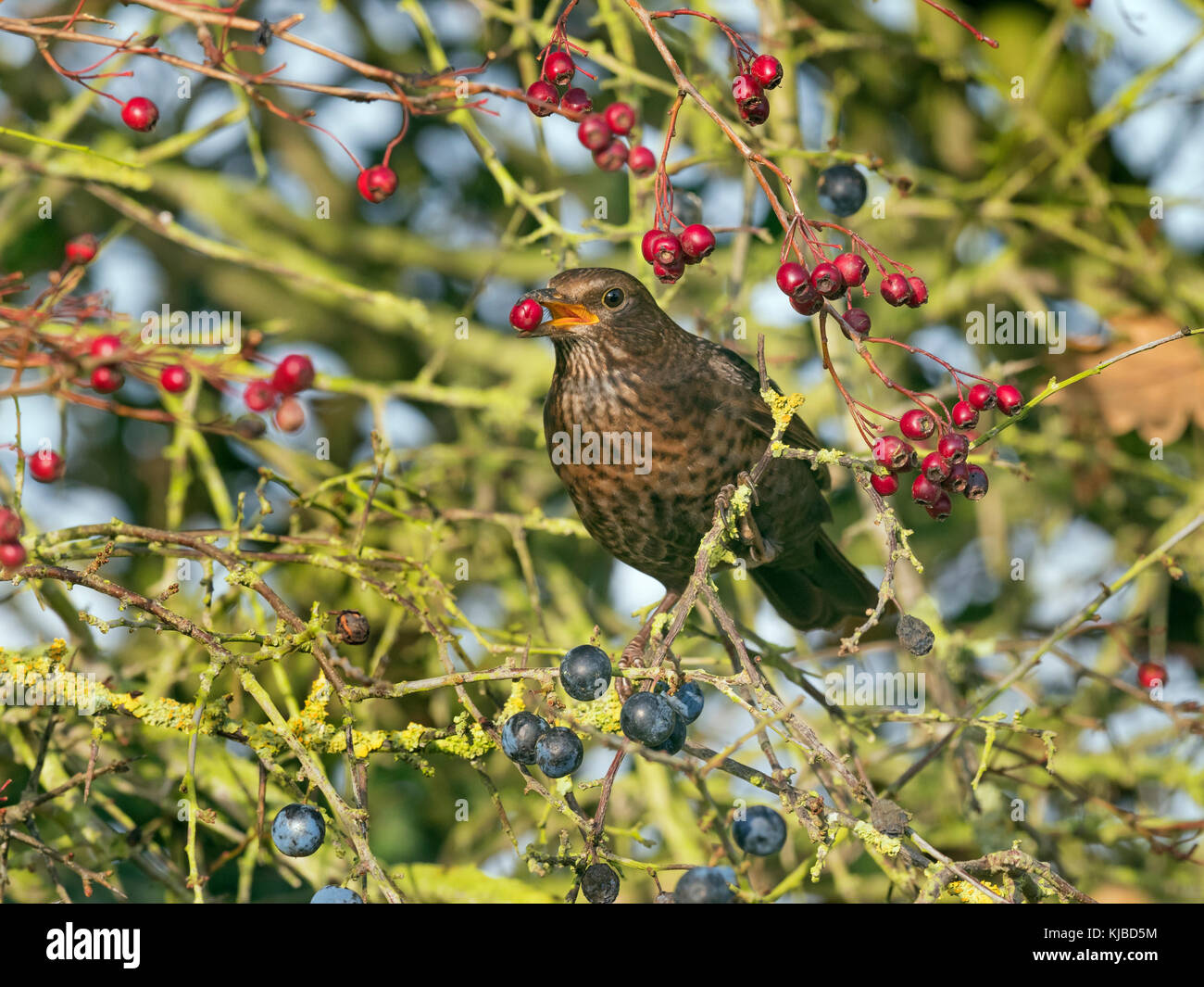 Blackbird Turdus merula female feeding on berries in hawthorn hedge Norfolk Stock Photo
