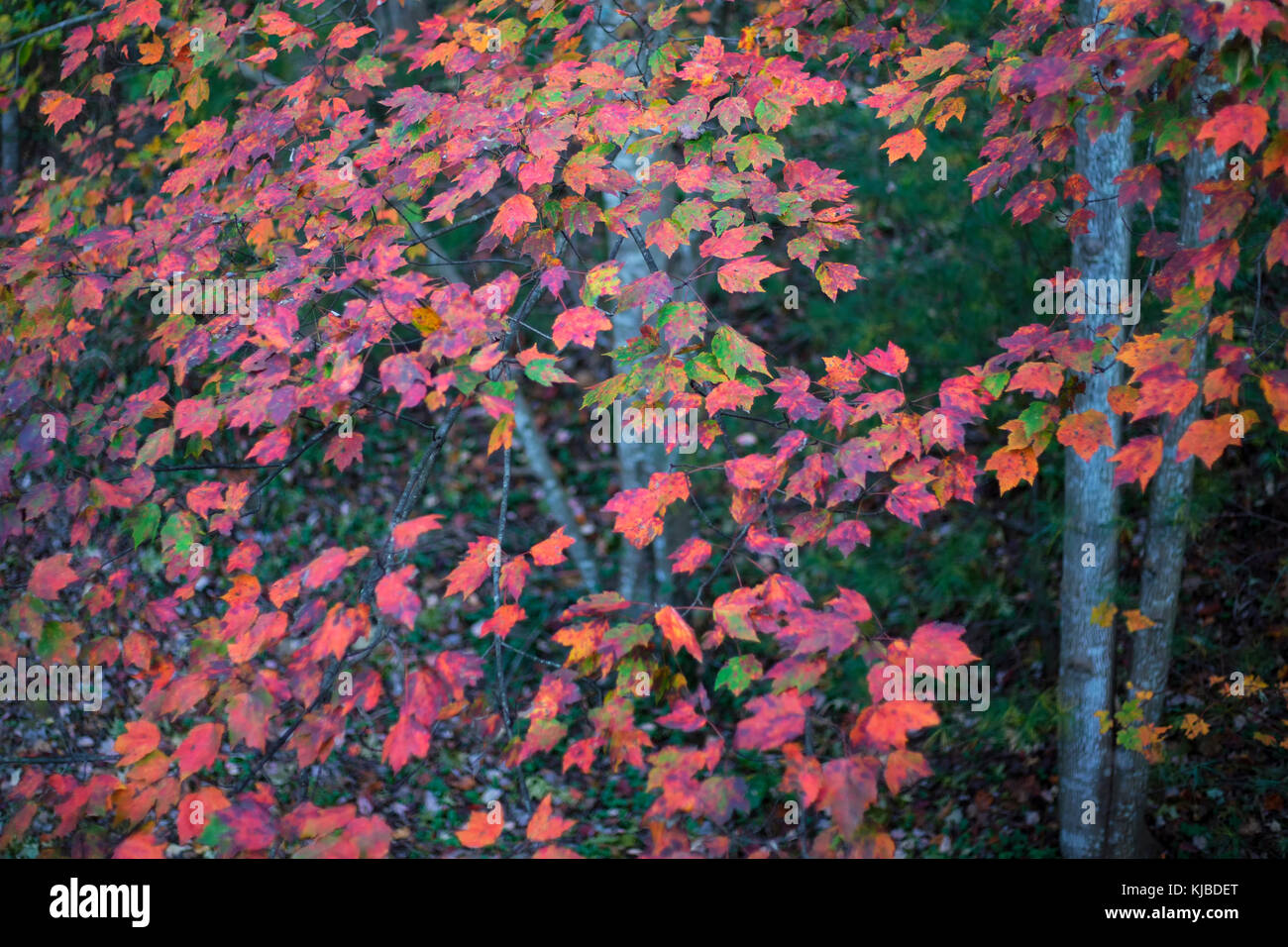Autumn colors displayed by white poplar trees, also called silver poplar. Stock Photo