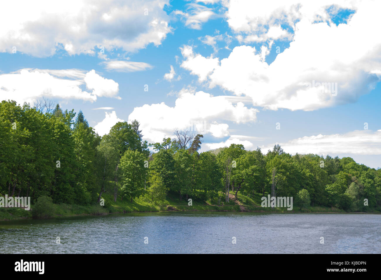 Trees grow on the banks of the lake in the summer Stock Photo - Alamy