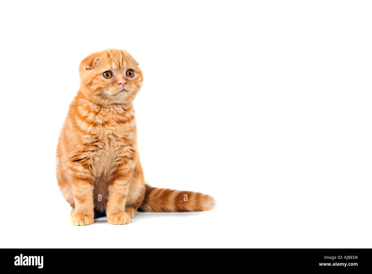Scottish Fold Small Baby Cat Of Red Color With Short Hair In