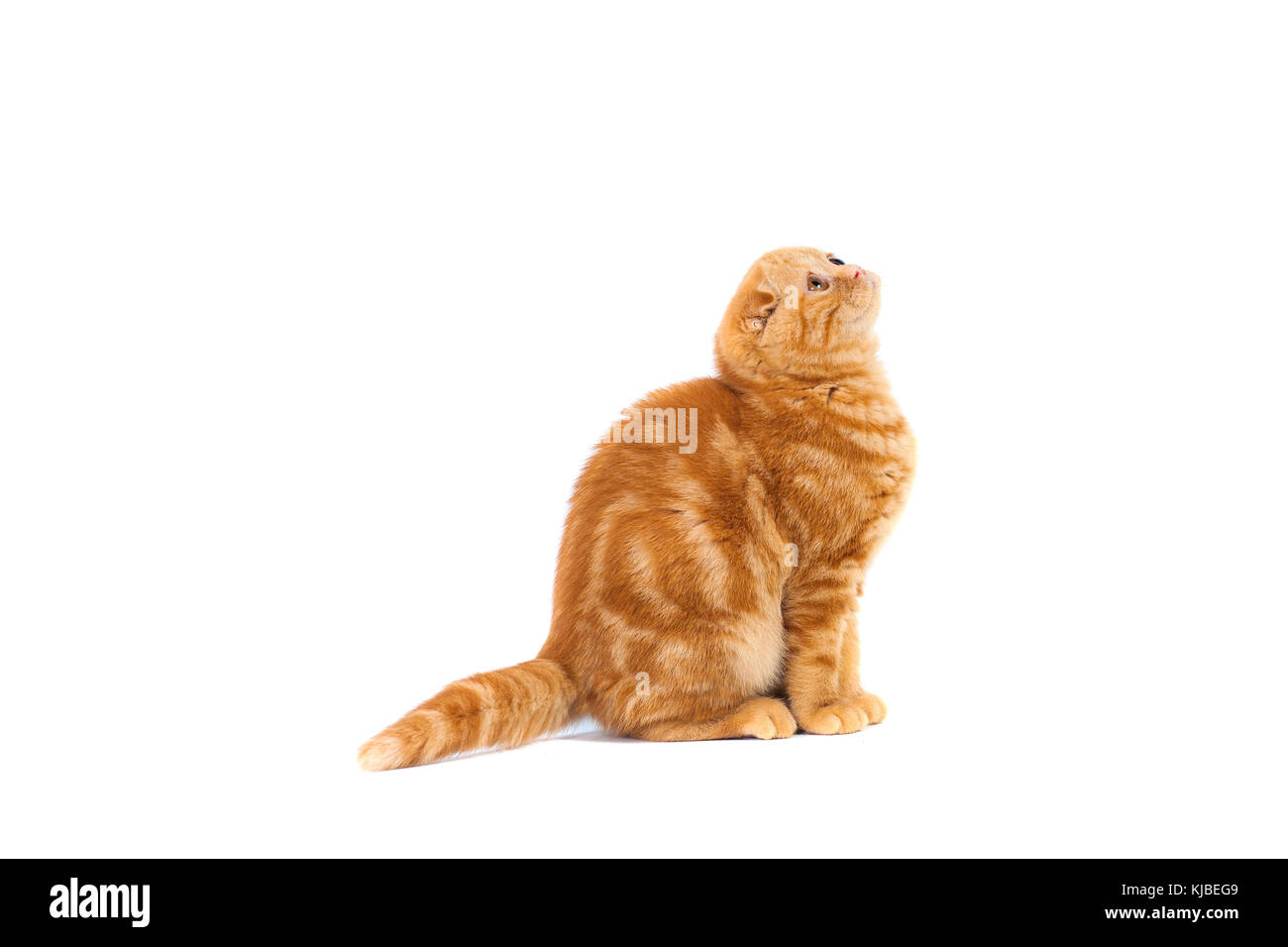 Scottish Fold Small Baby Cat Of Red Color With Short Hair In