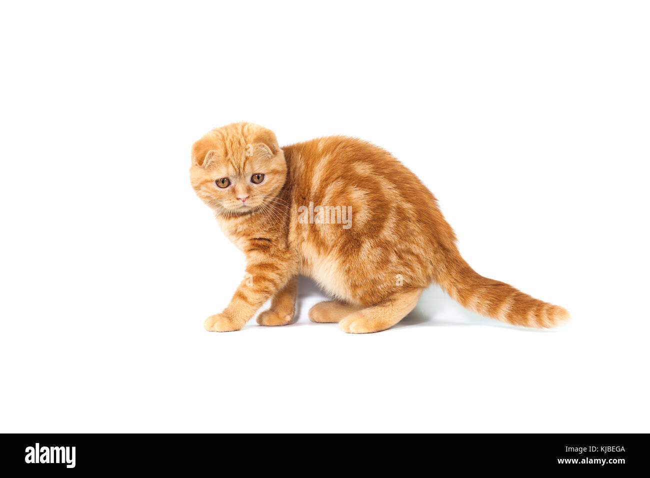 Scottish Fold small baby cat of red color with short hair in stripe with  small ears and big full-length eyes on a white isolated background Stock  Photo - Alamy