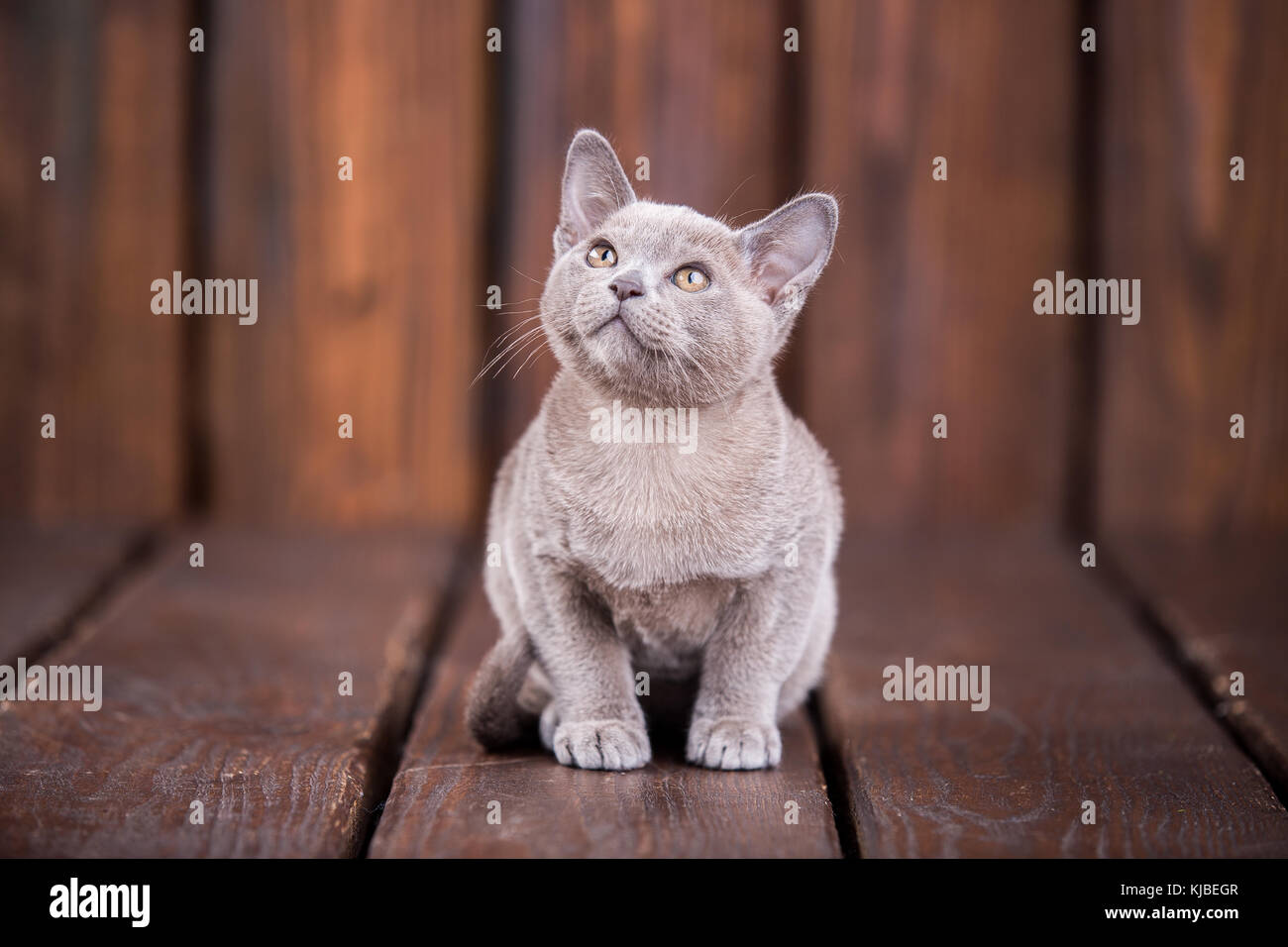 breed of European Burmese cat gray sitting on a brown wooden
