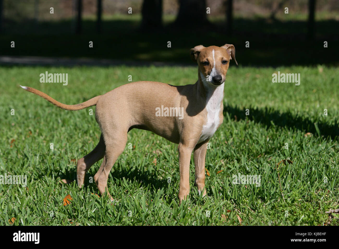 Are Italian Greyhound Noisy