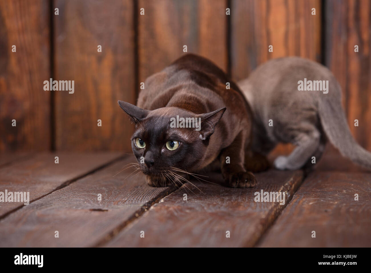 european burmese kittens
