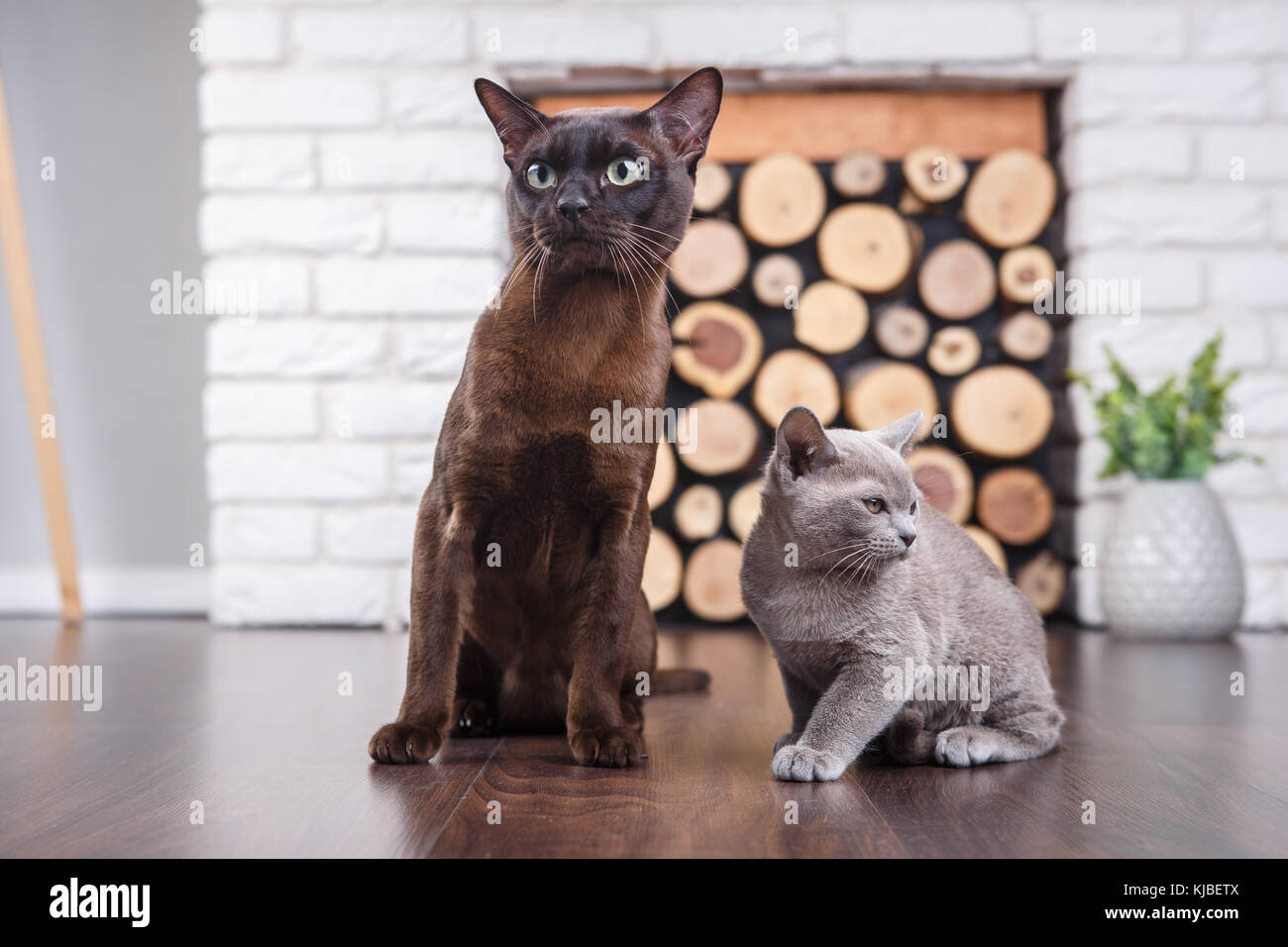 Two cats, father and son cat brown, chocolate brown and grey kitten ...