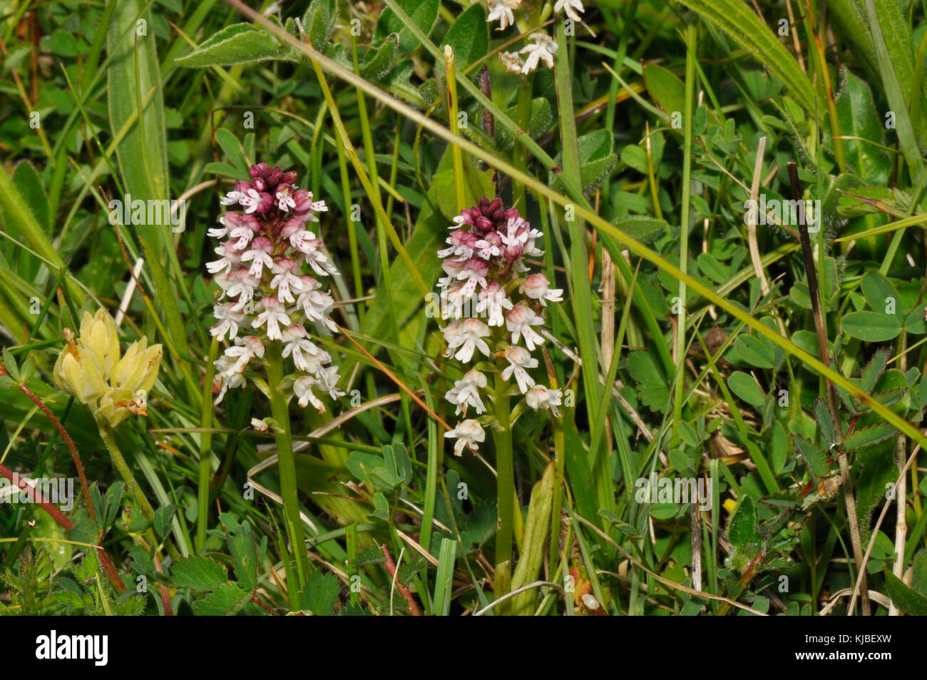 Burnt Orchid 'Neotinea ustulata' found on ancient, short, calcareous grassland.Early form flowers,May to June. Wiltshire,UK. Stock Photo