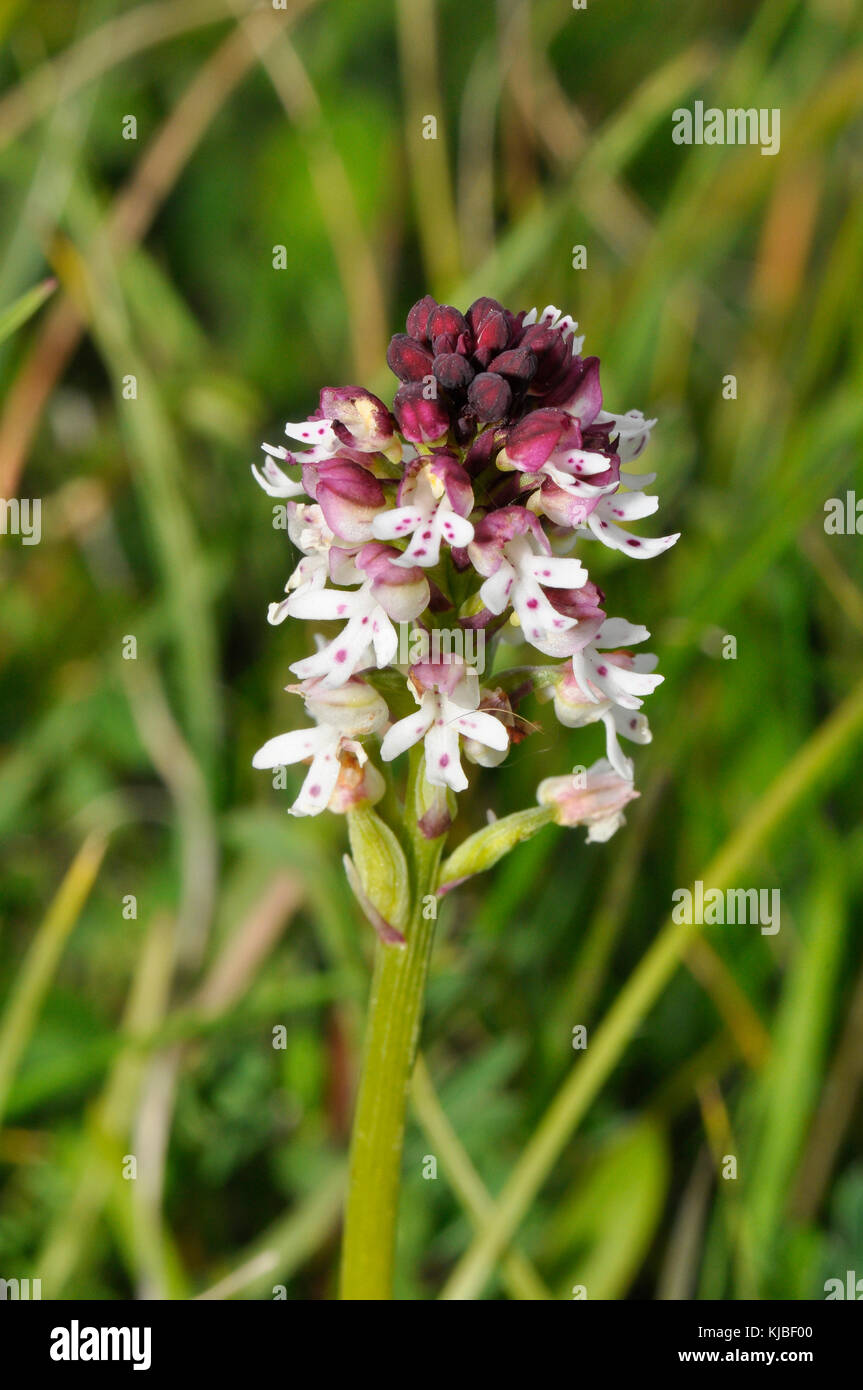 Burnt Orchid 'Neotinea ustulata' found on ancient, short, calcareous grassland.Early form flowers,May to June. Wiltshire,UK. Stock Photo