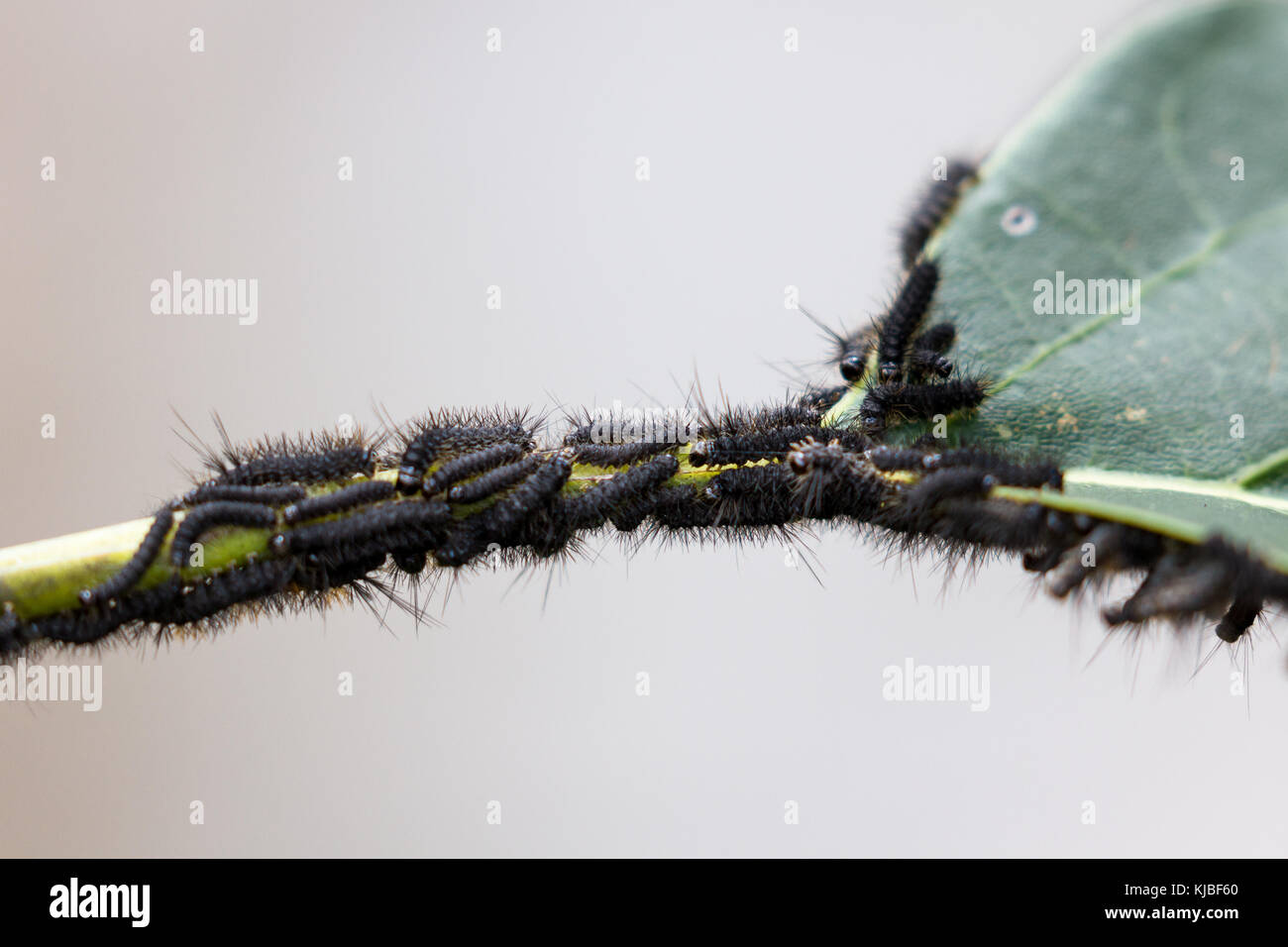 close up of a cluster of small black caterpillars on a tropical, plant