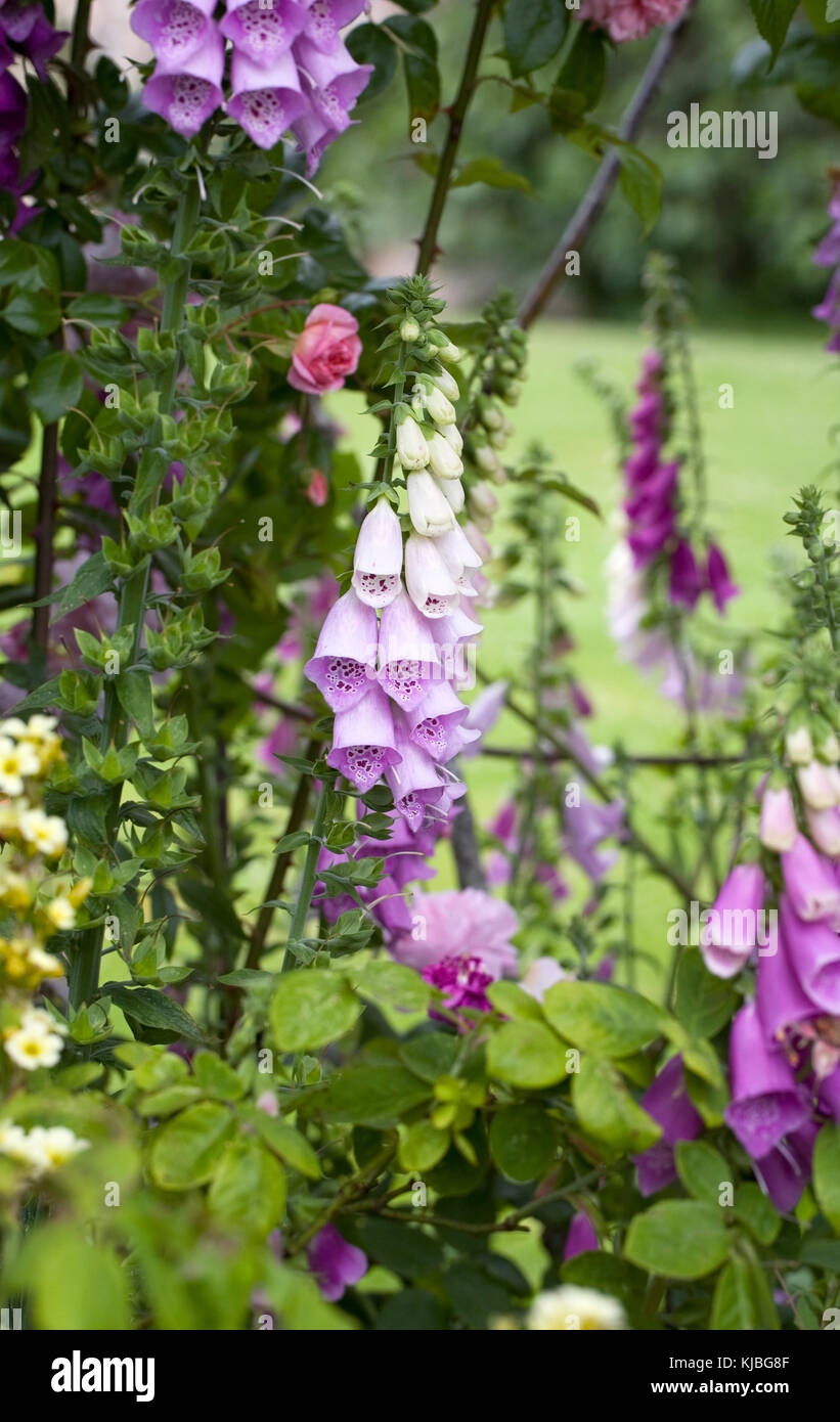 Digitalis purpurea in an English Country Garden. Stock Photo