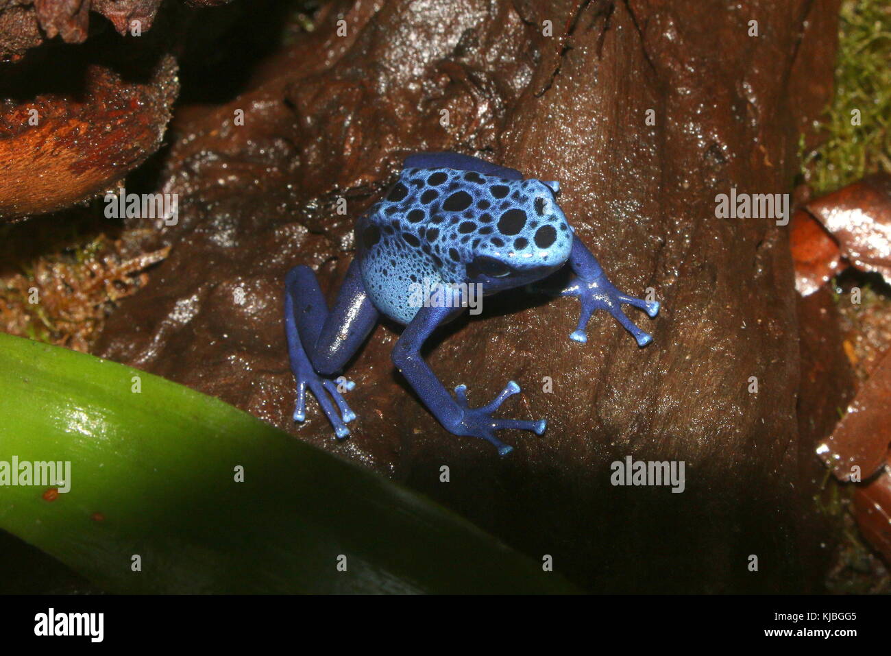 South American Blue poison dart frog / arrow frog (Dentrobates tinctorius azureus) on  a leaf. Stock Photo
