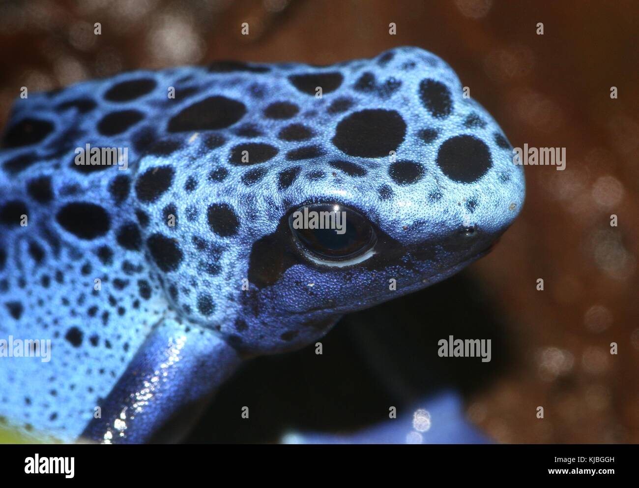 South American Blue poison dart frog / arrow frog (Dentrobates tinctorius azureus) on  a leaf. Stock Photo