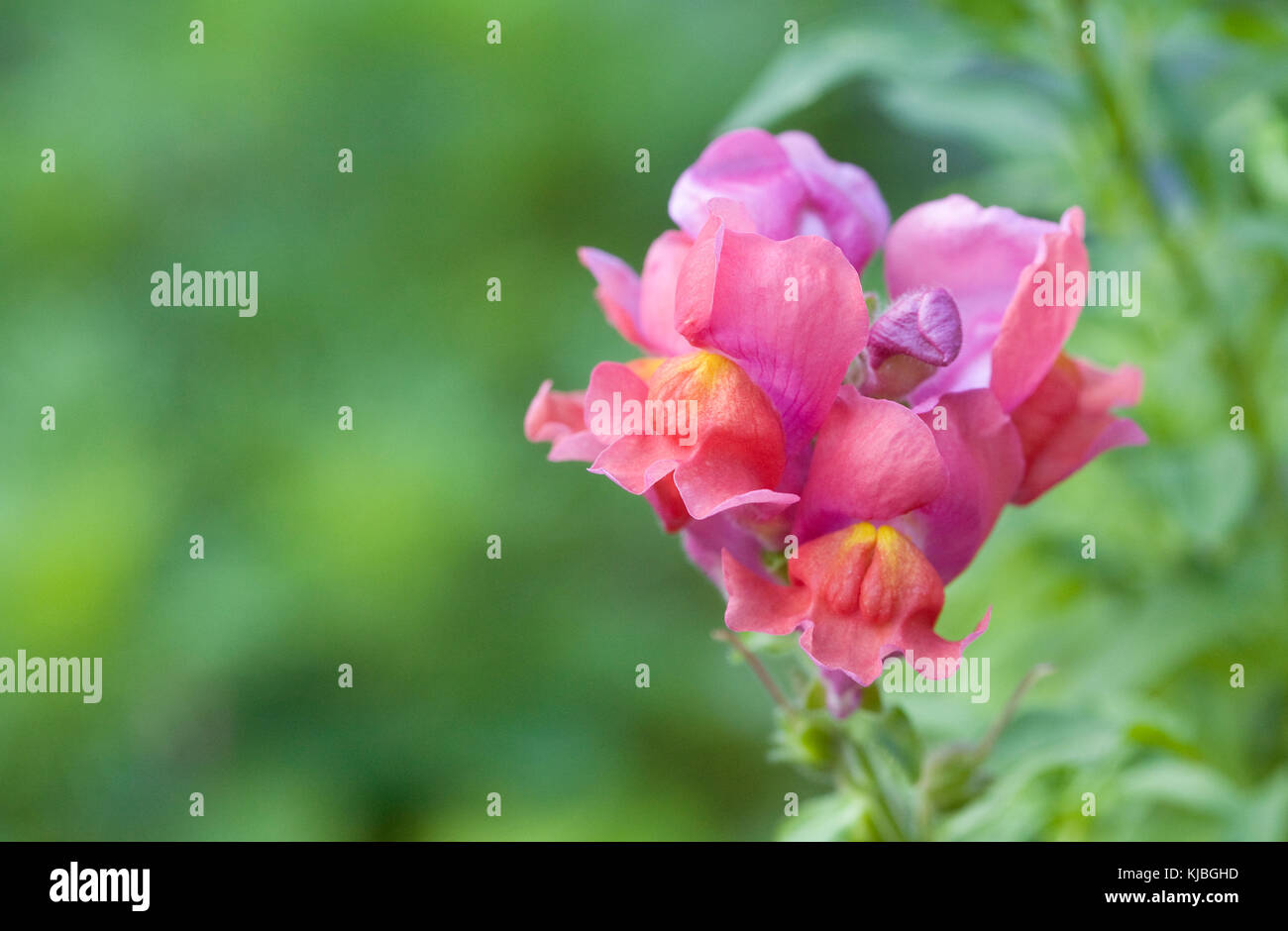Antirrhinum majus. Pink Snapdragon flowers. Stock Photo
