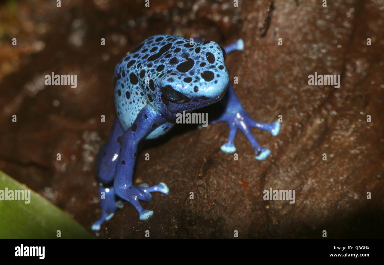 South American Blue poison dart frog / arrow frog (Dentrobates tinctorius azureus) on  a leaf. Stock Photo