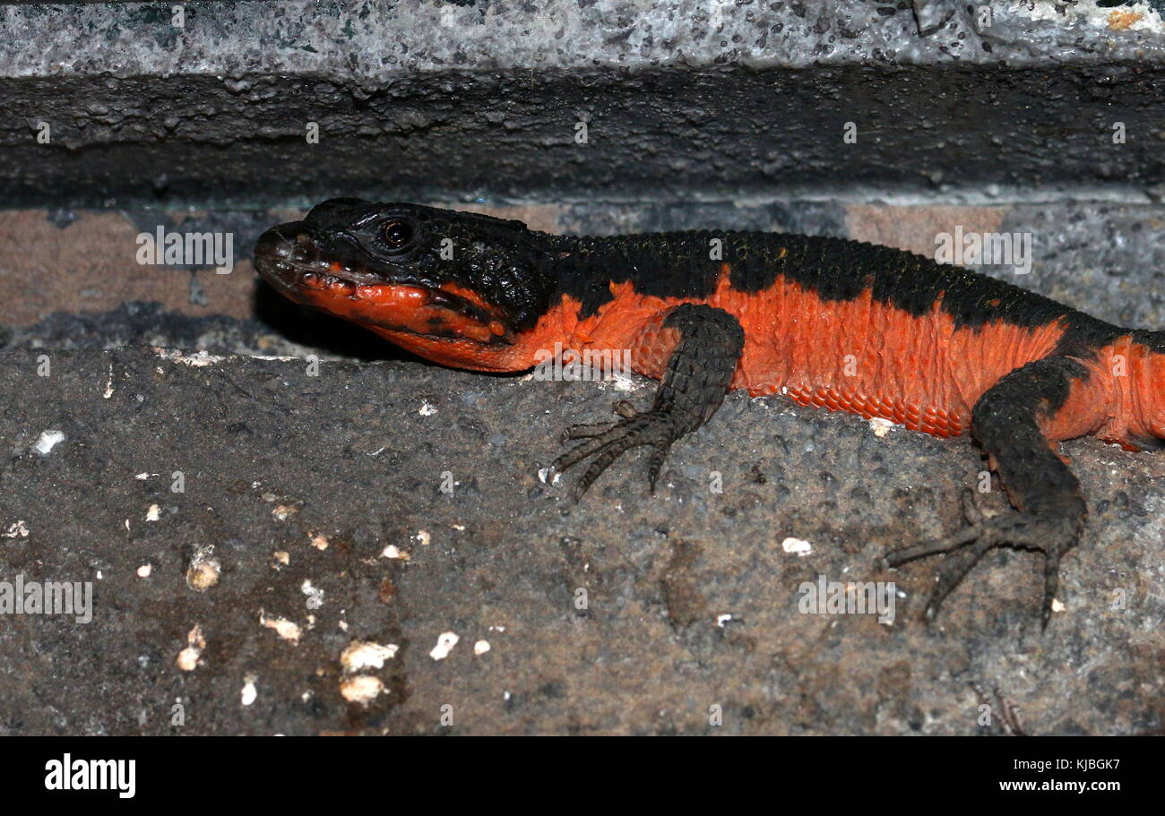 Mozambique girdled lizard a.k.a. flame bellied armadillo lizard (Smaug mossambicus, Cordylus mossambicus) Stock Photo
