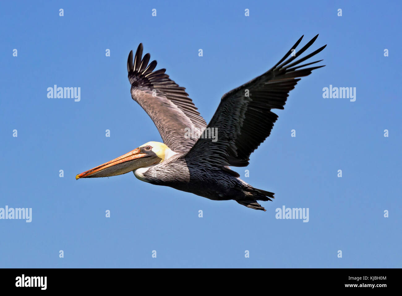 Normally seen flying in squadrons low over the surf line this Brown Pelican (Pelecanus occidentalis) flies solo over the waters of San Francisco Bay.  Stock Photo