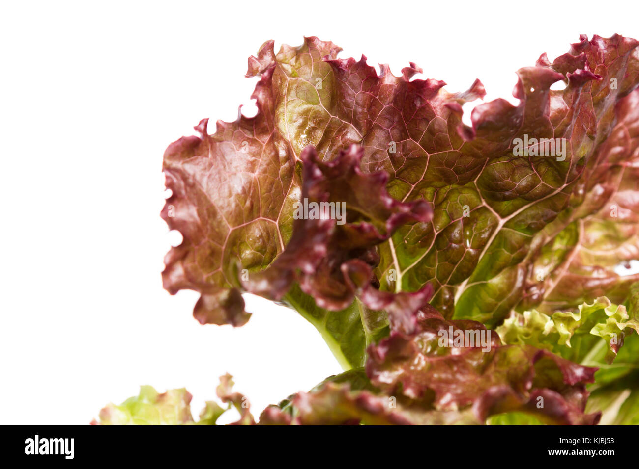 red leaf lettuce isolated on a white background Stock Photo