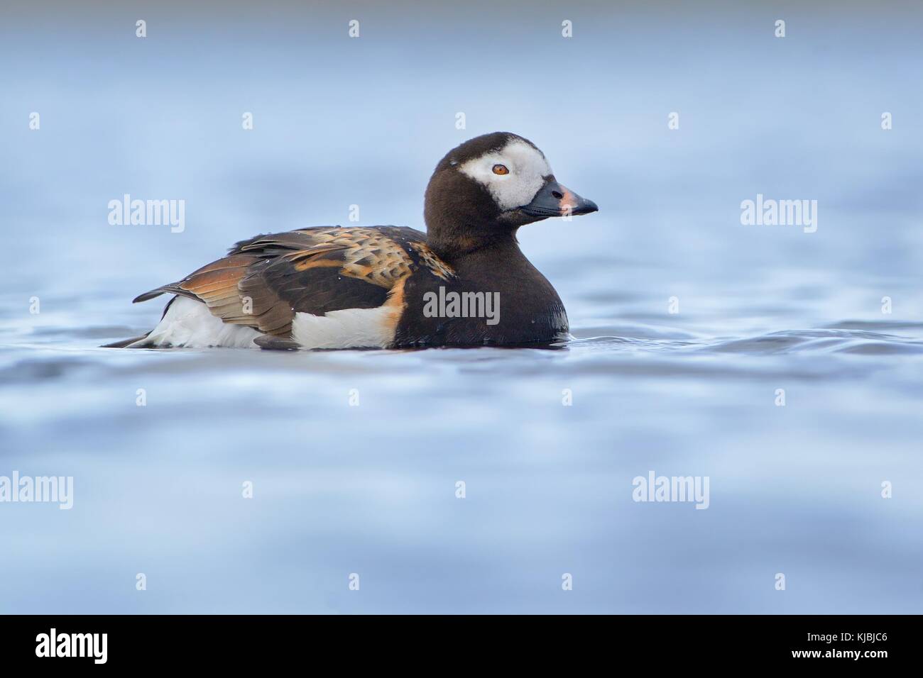 Male of the Long-tailed Duck (Clangula hyemalis) on the lake in Norway close up. Little colorful duck on the blue lake. White face, black neck end bre Stock Photo